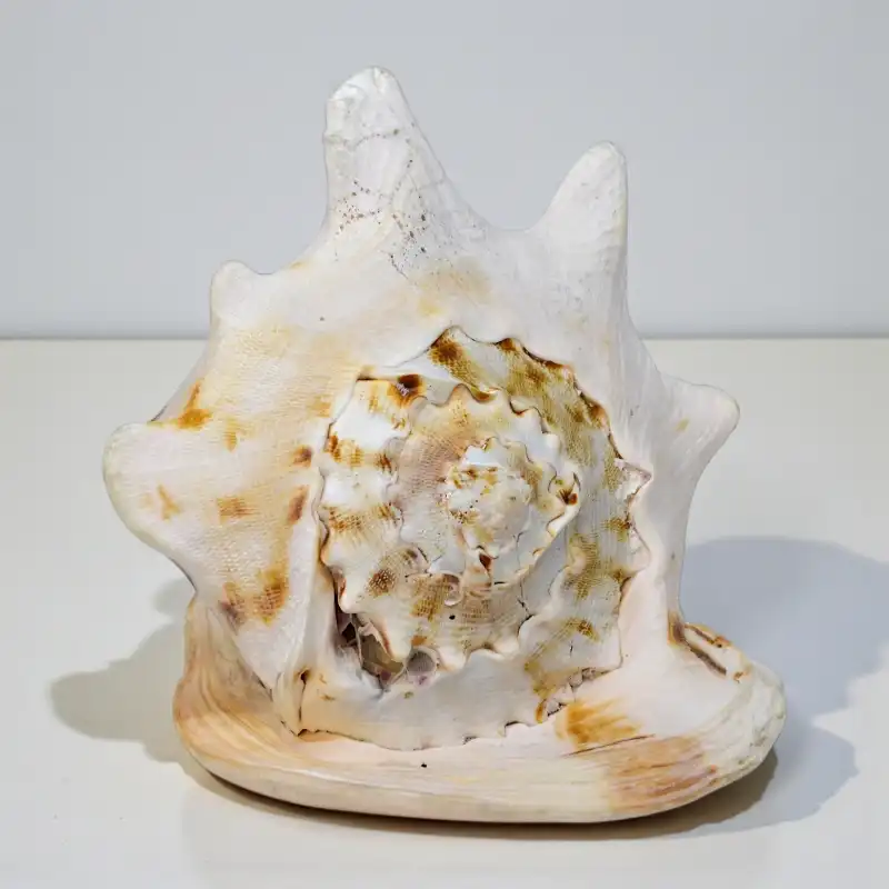 Океанічна мушля Кассіс Корнута (KR-01) Індонезія