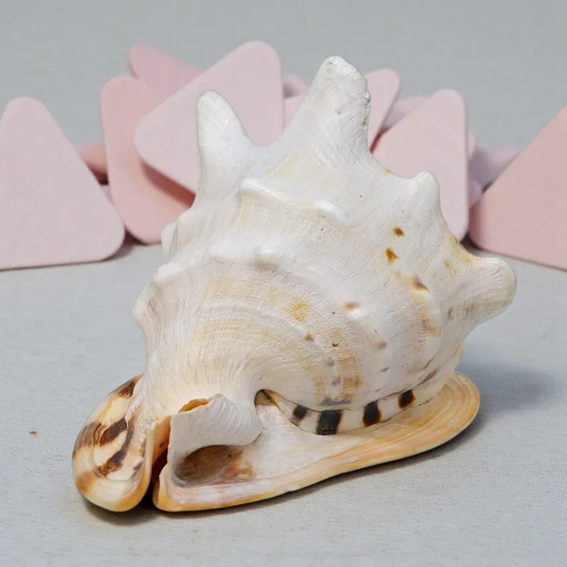 Океанічна мушля Кассіс Корнута (KR-01) Індонезія