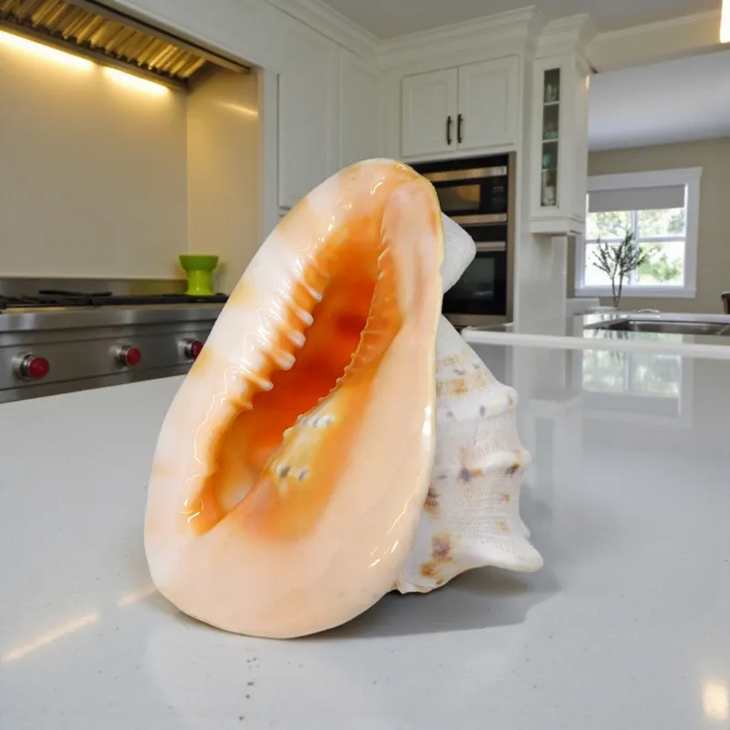 Океанічна мушля Кассіс Корнута (KR-01) Індонезія